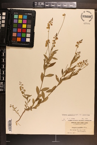 Asemeia grandiflora image