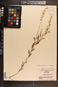 Asemeia grandiflora image