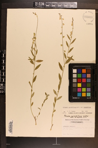 Polygala grandiflora image