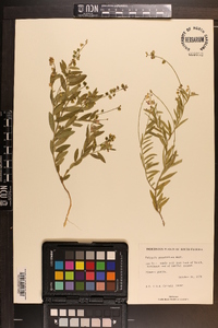 Asemeia grandiflora image