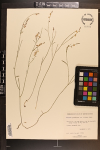 Asemeia grandiflora image