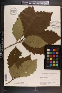 Quercus montana image