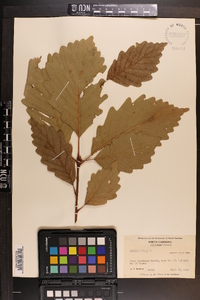 Quercus montana image