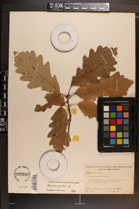 Quercus montana image