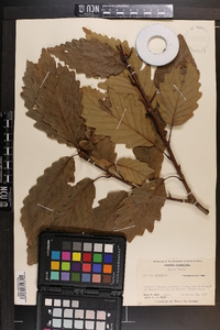 Quercus montana image