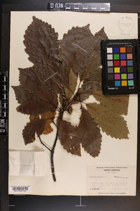 Quercus montana image