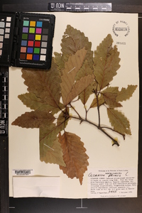 Quercus montana image