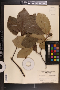 Quercus montana image