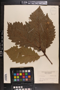 Quercus montana image