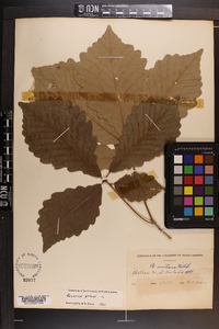 Quercus montana image