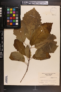 Quercus montana image