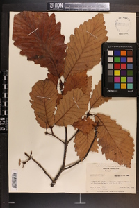 Quercus montana image