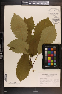 Quercus montana image