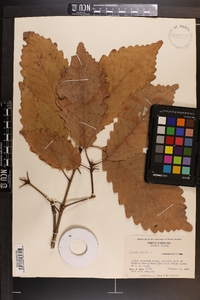 Quercus montana image