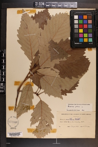 Quercus montana image