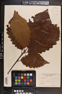 Quercus montana image