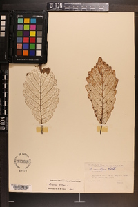 Quercus montana image