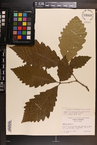 Quercus montana image