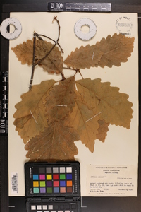 Quercus montana image