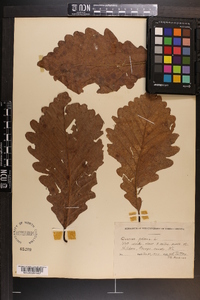 Quercus montana image