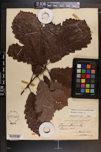 Quercus montana image