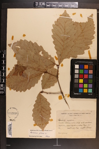 Quercus montana image