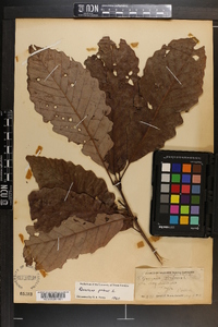 Quercus montana image