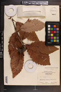 Quercus montana image