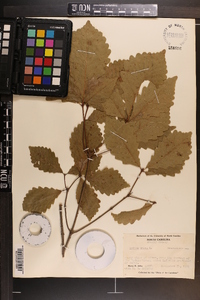 Quercus montana image