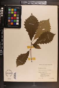 Quercus montana image