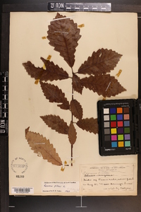 Quercus montana image