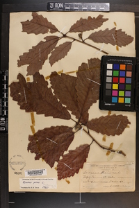 Quercus montana image