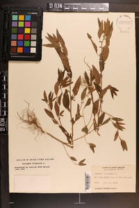 Acalypha virginica image