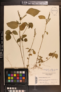 Acalypha setosa image