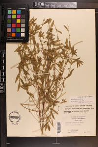 Acalypha gracilens image