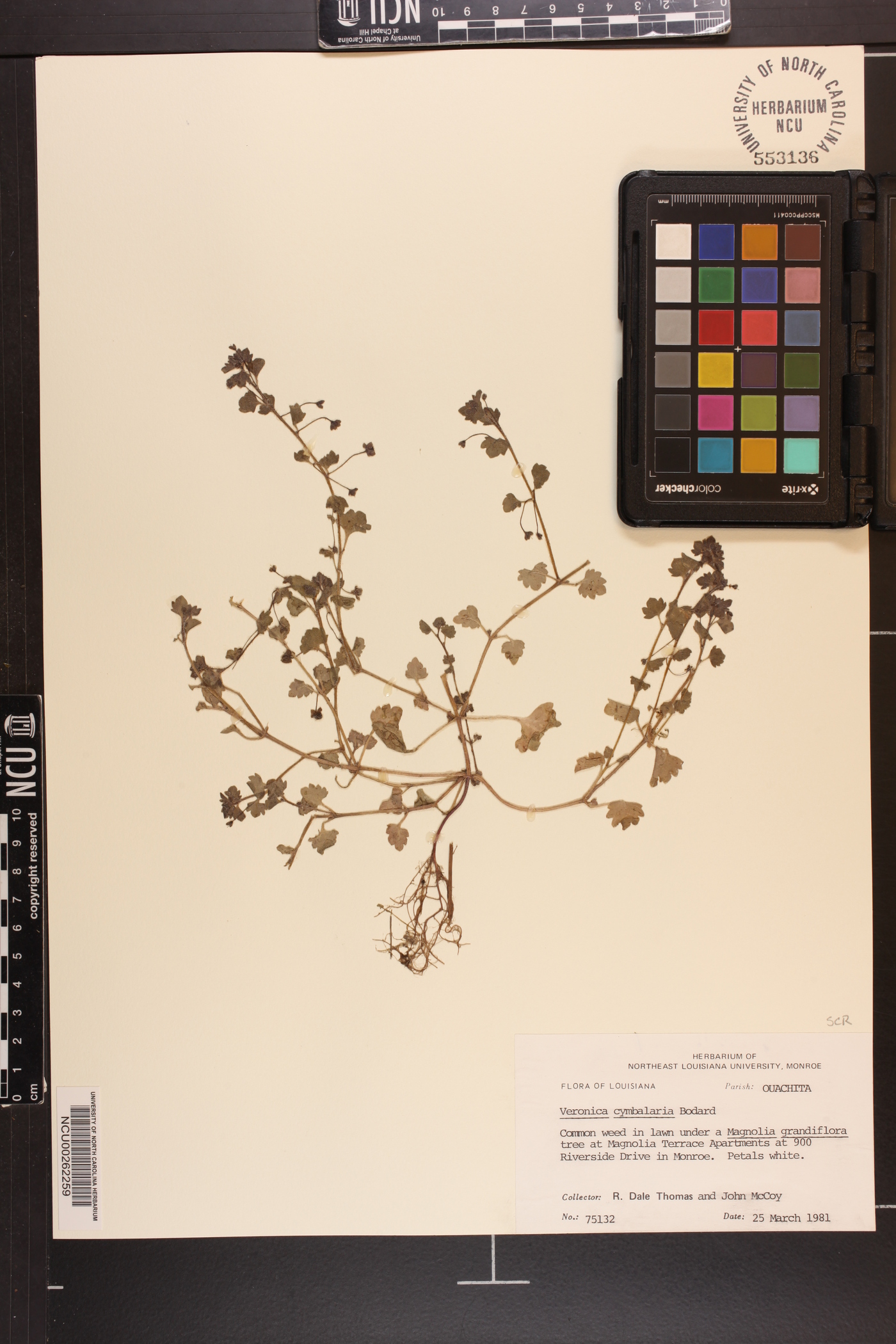 Veronica cymbalaria image