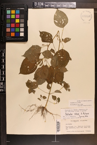 Acalypha ostryifolia image