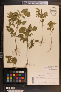 Acalypha ostryifolia image