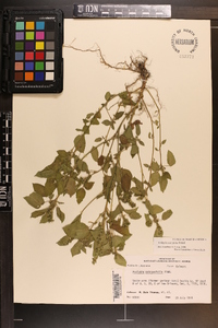 Acalypha ostryifolia image