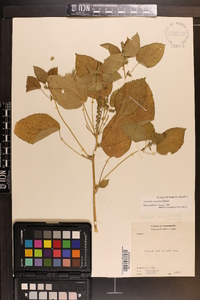 Acalypha ostryifolia image