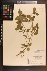 Acalypha ostryifolia image