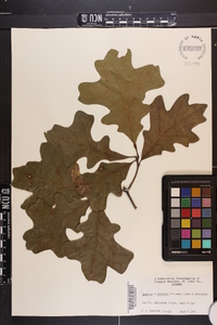 Quercus × fernowii image