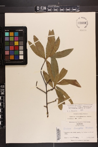 Quercus hemisphaerica image