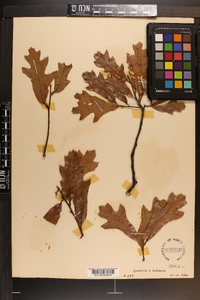 Quercus x ashei image