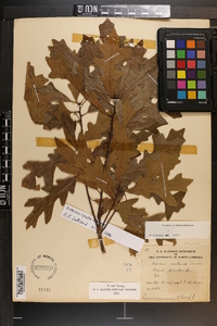 Quercus lyrata image