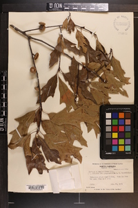 Quercus x beaumontiana image