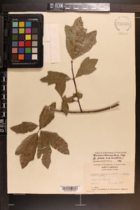 Quercus x beaumontiana image