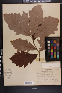 Quercus bicolor image