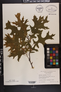 Quercus coccinea image