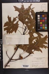 Quercus coccinea image